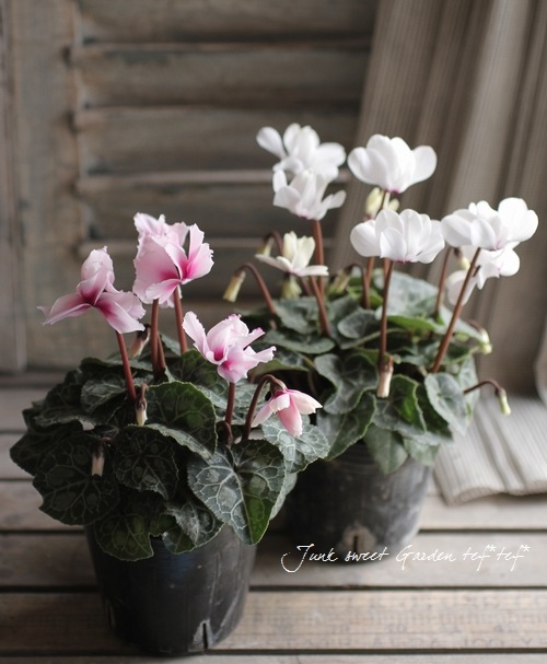 シクラメン 園芸ネット本店｜シクラメン（八重咲き）：ウインク レッド5号鉢植え