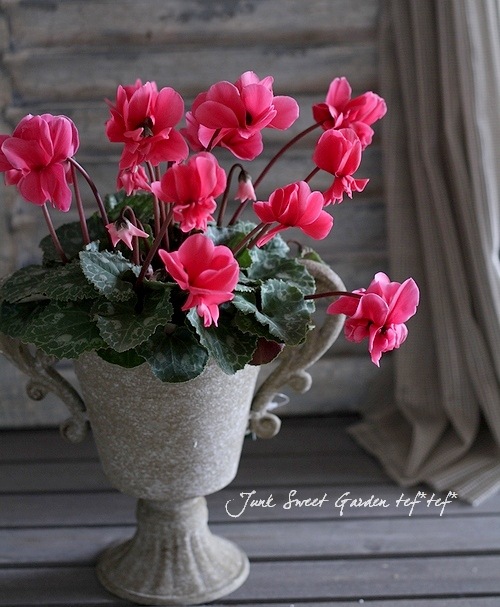 i>Cyclamen persicum</i><BR><BR>八重咲きシクラメン<BR>しだれ咲き