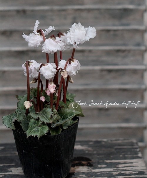 シクラメン i>Cyclamen Peesicum</i><BR><BR>オダンラ生まれの最新品種！<BR