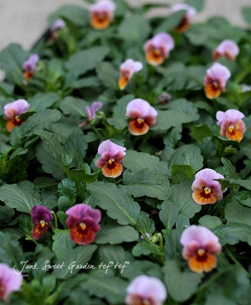 ビオラ　Viola ビオラ 江戸時代に渡来した頃には『人面草』と呼ばれてた花｜EGGSEED