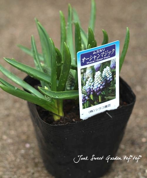 ���ڵ庬��ʪ�ۥॹ���ꡡ�إ��������ޥ��å���