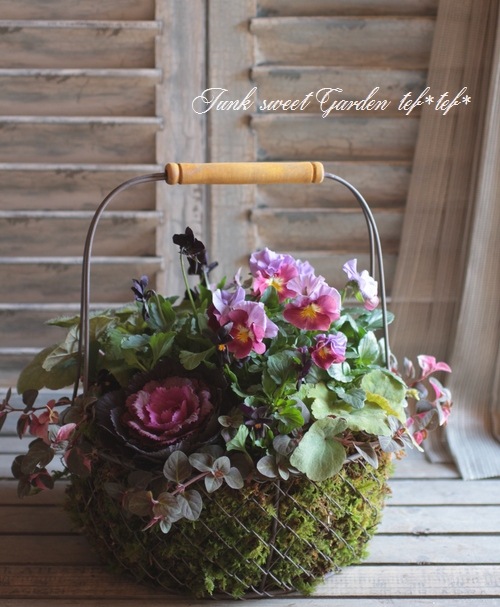 <i>Violawittrockiana </i><BR><BR>ߤȱݤΥӥ<BR>إѥå󥦥֡MIX