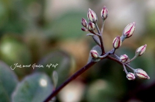 Ƽ�ե����ࡡ�إ��饹�Хߥ��Х��