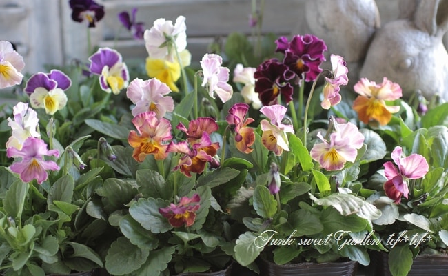 笈川さん育種生産！横浜セレクション 『花まつり』 | すべての商品