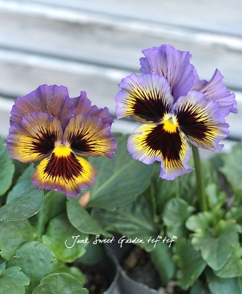 <i>Violawittrockiana </i><BR><BR>եѥ󥸡<BR>եꥺ륷<BR>إ֥롼