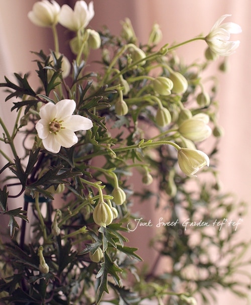 常緑クレマチス 『カートマニージョー』 リング仕立て | すべての商品