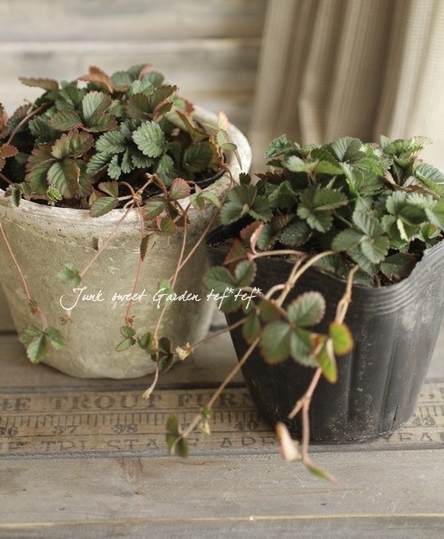 <i>Duchesnea indica</i><BR><BR>�ɥ����ͥ�<BR>�إ���ǥ����󥹥ȥ�٥꡼��