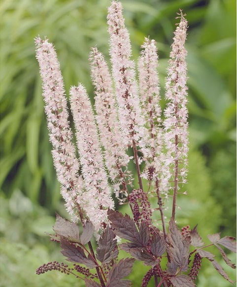 キミキフガ 『ピンクスパイク』 | すべての商品 | | Junk sweet Garden