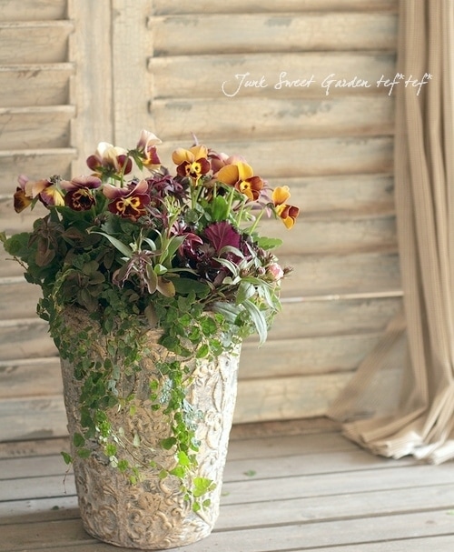 tef*tef*寄せ植え<BR>* no.115 *<BR>ヨコハマセレクション『ラスカル』