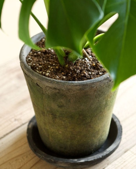 �ڻ��ߡۥ⥹���֥�å����������ݥå� 13cm