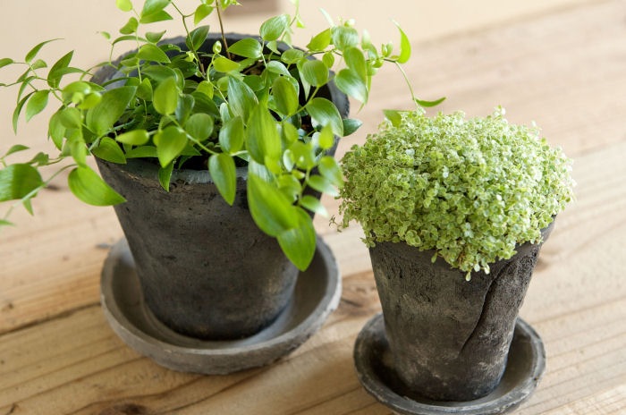 �ڻ��ߡۥ���������ɡ��֥�å��������쥢�ݥå� 30cm