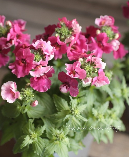 ɺͥ᥷ץ쥷إ饺٥꡼