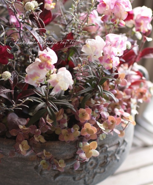 ꥭ󥮥祽إ󥷥󥰥