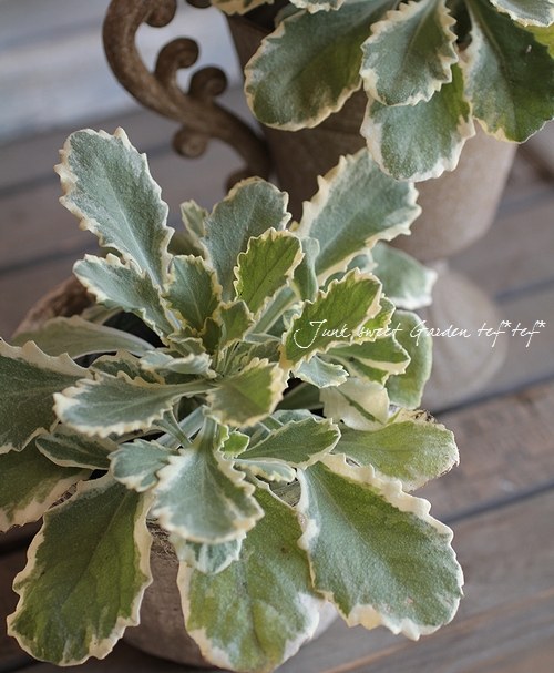 <i>Arabis caucasica</i><BR><BR>�����ꥢ��ӥ�<BR>�إ��꡼���