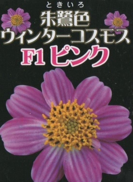 i>Bidens laevis</i><BR><BR>朝倉オリジナル<BR>ウィンターコスモス<BR