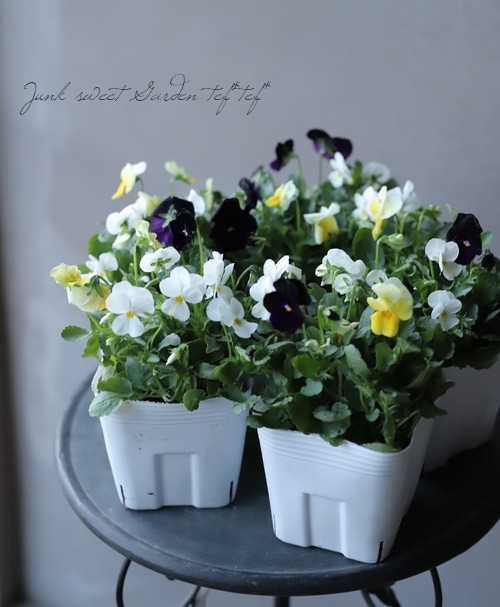 八ヶ岳ビオラ スイーツミックス 『ブラック×ホワイト×レモン