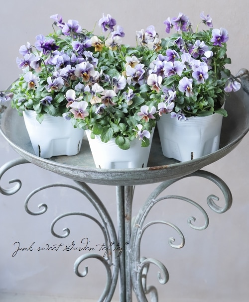 ○北島園芸さんオリジナル ビオラ 『藍月-あいづき-』 | すべての商品