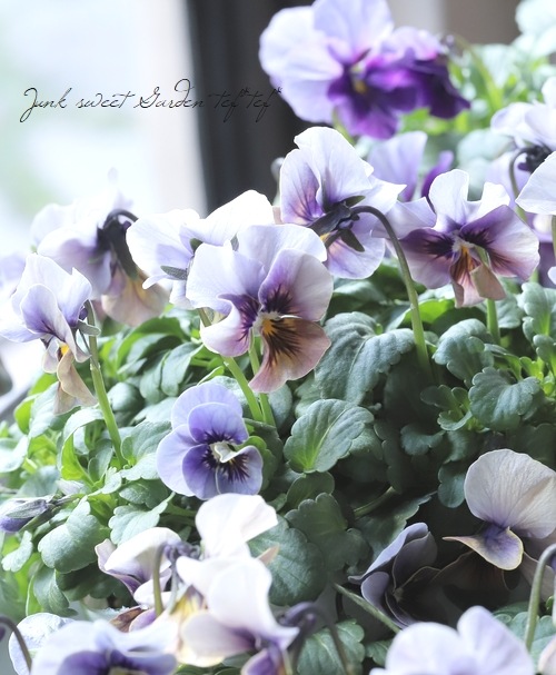 ○北島園芸さんオリジナル ビオラ 『藍月-あいづき-』【50％off