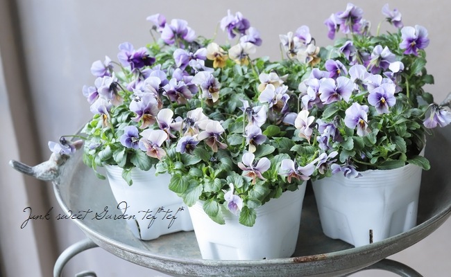 26_000000020370.jpg?1737133866