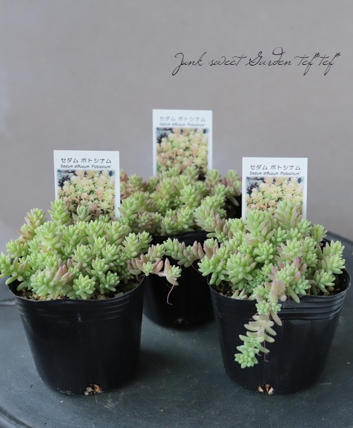 多肉植物】セダム 『ポトシナム』 | すべての商品 | | Junk sweet