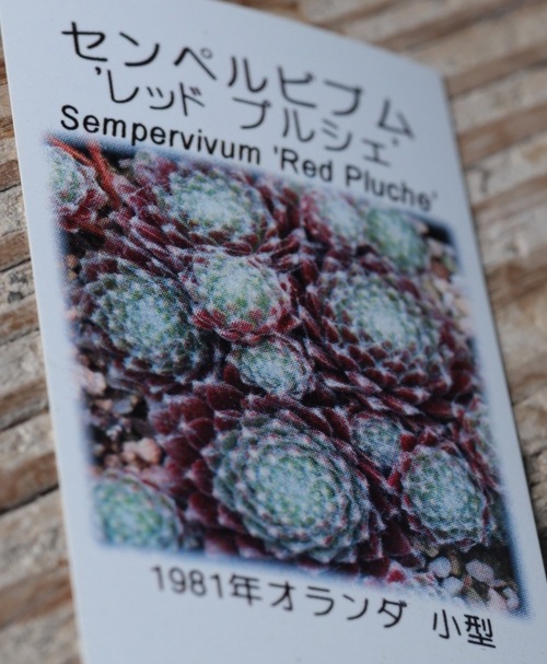 多肉植物】センペルビウム『レッドプルシｪ』 | Leaf Species,多肉植物