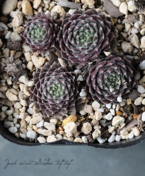 多肉植物】センペルビウム『レッドプルシｪ』 | Leaf Species,多肉植物