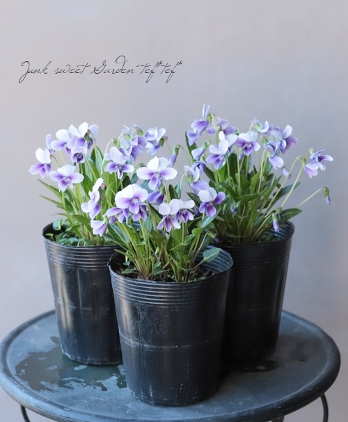 宿根スミレ 『二色厚葉すみれ』 | すべての商品 | | Junk sweet Garden