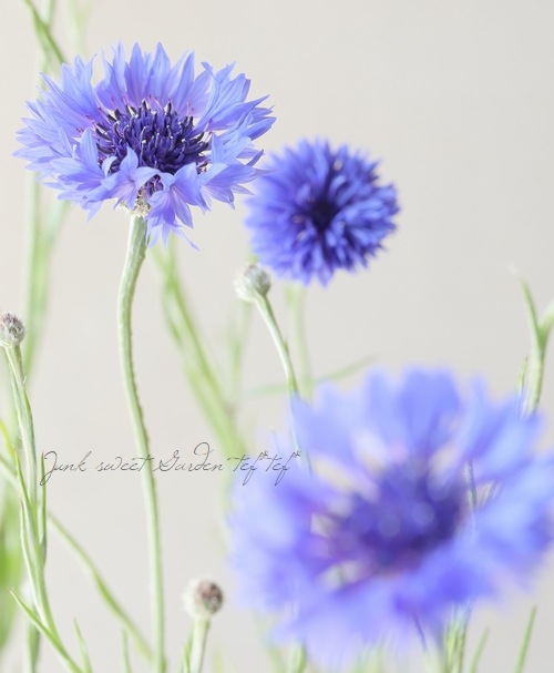 セントーレア (矢車草) 『ブルーミゼット』 | すべての商品 | | Junk