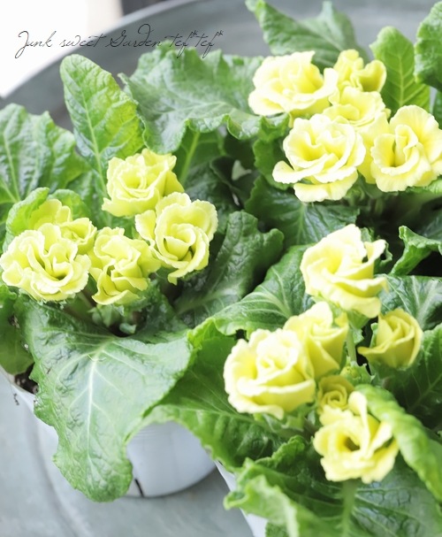 �ץ��顦����ꥢ�󡡡إޥ����åȤΥ�����