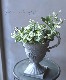 �ڴ��տ�ʪ�ۡ������ꥨ�����ʥ󥵥���