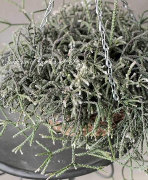 ڴտʪ ץꥹ إԥѡ إեȥ奬