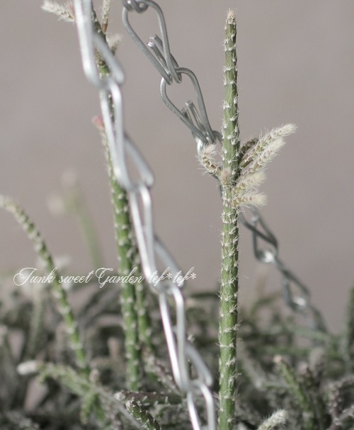 ڴտʪ ץꥹ إԥѡ إեȥ奬