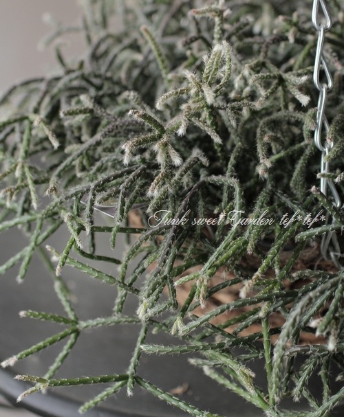 ڴտʪ ץꥹ إԥѡ إեȥ奬