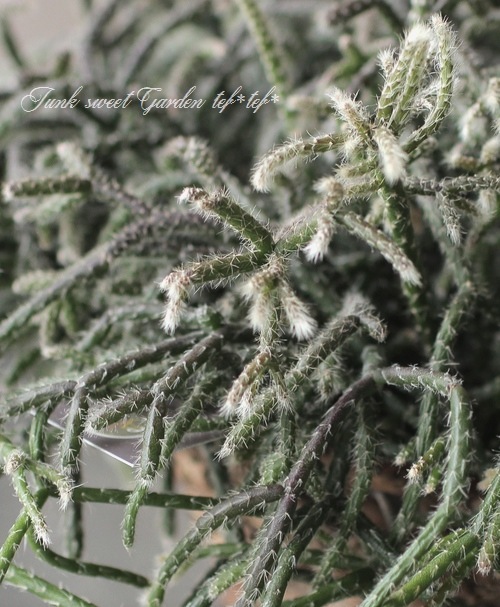 ڴտʪ ץꥹ إԥѡ إեȥ奬