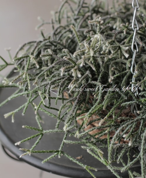 ڴտʪ ץꥹ إԥѡ إեȥ奬