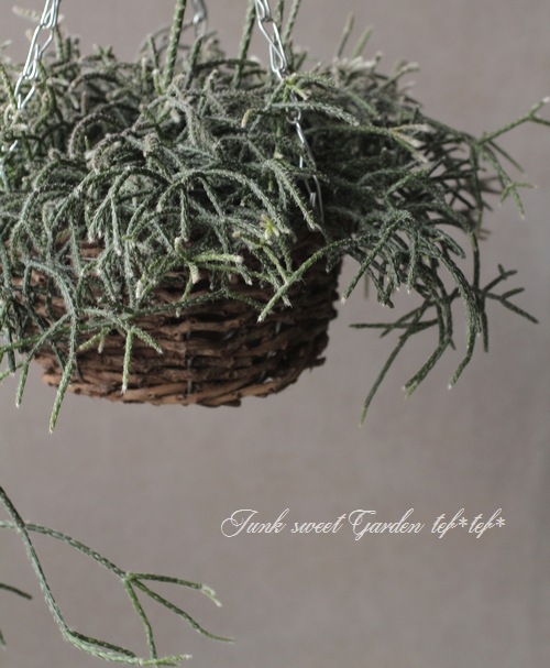 ڴտʪ ץꥹ إԥѡ إեȥ奬