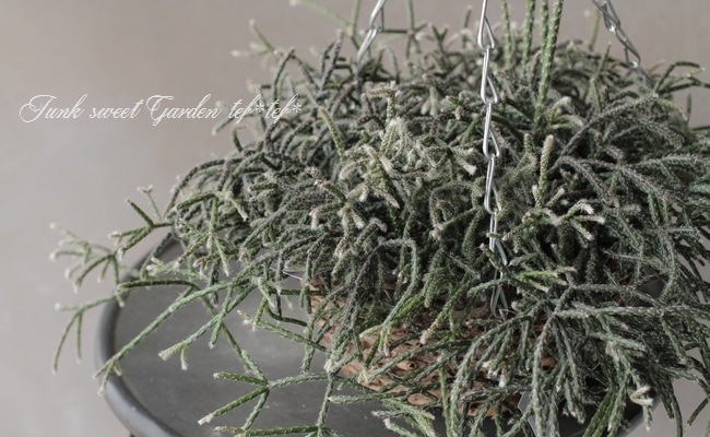 ڴտʪ ץꥹ إԥѡ إեȥ奬