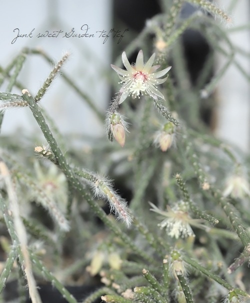 ڴտʪ ץꥹ إԥѡ إեȥ奬