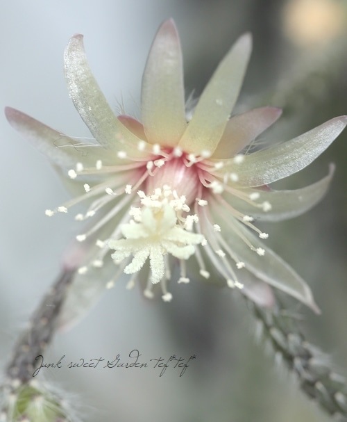 ڴտʪ ץꥹ إԥѡ إեȥ奬