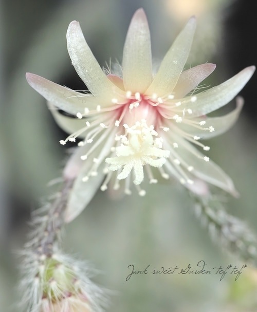 ڴտʪ ץꥹ إԥѡ إեȥ奬