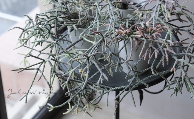 ڴտʪ ץꥹ إԥѡ إեȥ奬