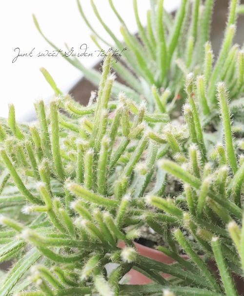 ڴտʪ ץꥹ إԥѡ إեȥ奬