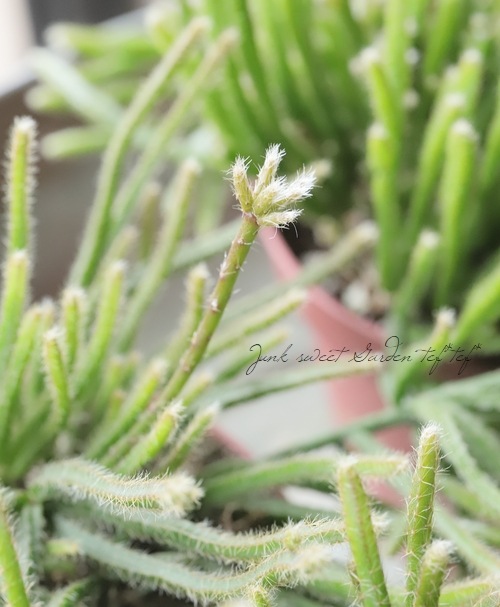 ڴտʪ ץꥹ إԥѡ إեȥ奬