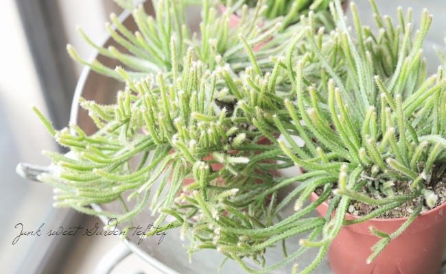 ڴտʪ ץꥹ إԥѡ إեȥ奬