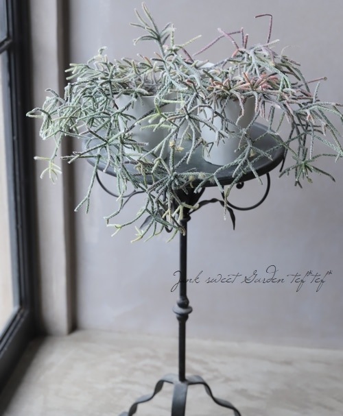 ڴտʪ ץꥹ إԥѡ إեȥ奬