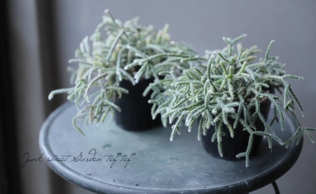 ڴտʪ ץꥹ إԥѡ إեȥ奬