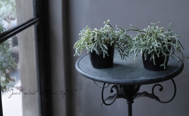 ڴտʪ ץꥹ إԥѡ إեȥ奬