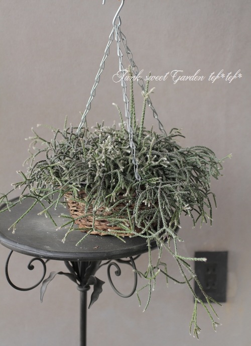 ڴտʪ ץꥹ إԥѡ إեȥ奬