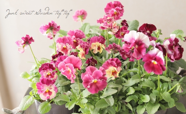 ○フリル咲きパンジー 『シエルブリエ』 【ローズ系】 花日和