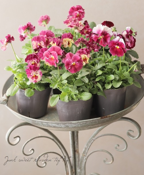 ○フリル咲きパンジー 『シエルブリエ』 【ローズ系】 花日和